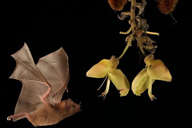 Speedlite flashes in rainforest_