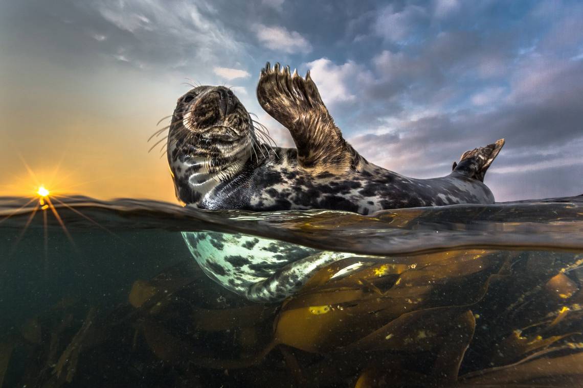 A seal emerges from the water on its back, one paw raised as if in greeting. Photo by Robert Marc Lehmann.