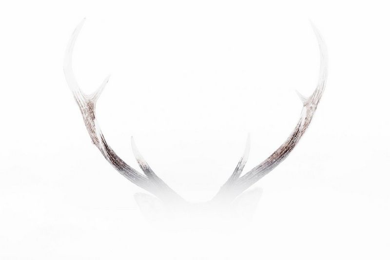 The magnificent horns of a stag can just be seen through shrouded white mist.