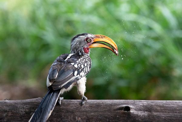 A yellow-billed hornbill standing on a log and eating an insect. 