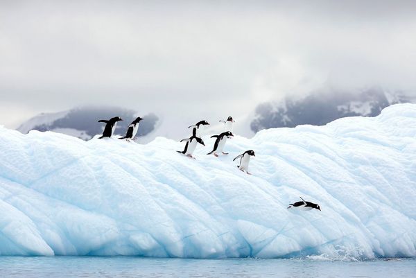 A number of penguins waddle towards the edge of an ice shelf to dive into the water.