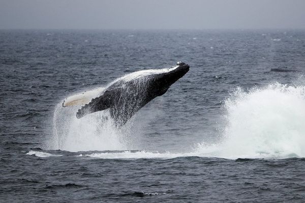 The tail of a humpback whale breaching the water, causing spray across the water. 