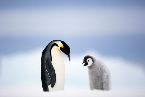An emperor penguin standing next to a fluffy penguin chick. 