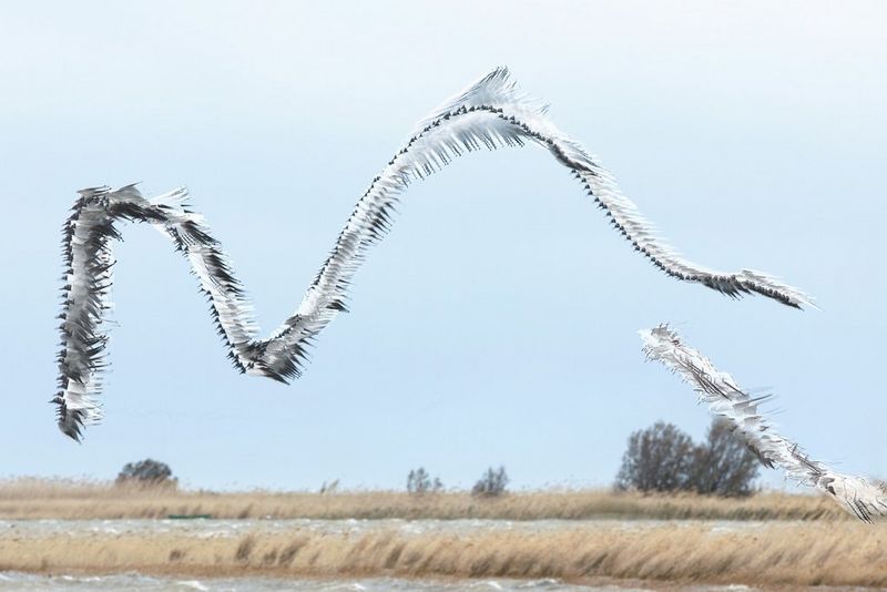 Xavi Bou's birds in flight with a graphical twist