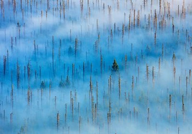 A sea of blue and white clouds and fog with dozens of dead trees emerging from within. In between the dead trunks, which still have spikes of old broken branches attached, there are a few new green trees peeking through.