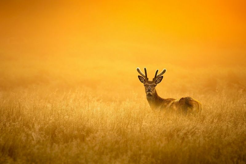 A deer with small antlers is seen half-hidden in a field of tall golden crops, with a golden sky behind.