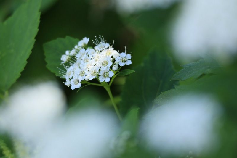 CANON RF 100-400mm F5.6-8 IS USM superb for sports photography