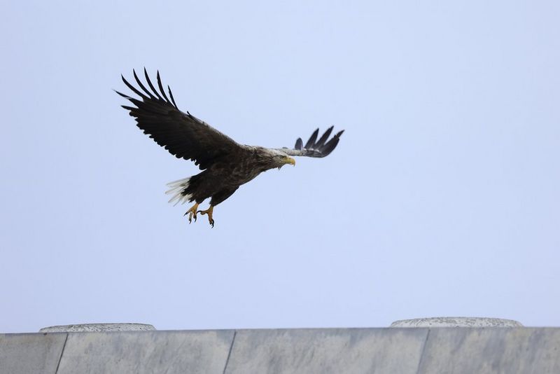 CANON RF 100-400mm F5.6-8 IS USM bird photography