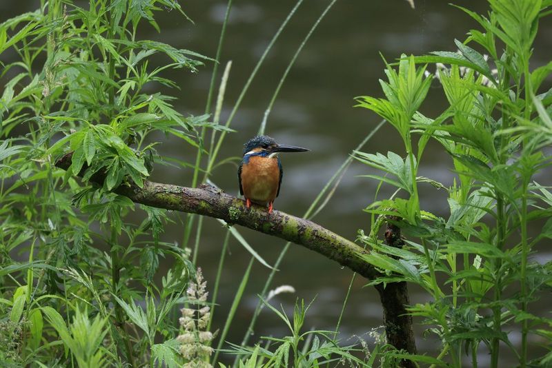 A woodpecker perched on a branch surrounded by tall grasses and green foliage. 