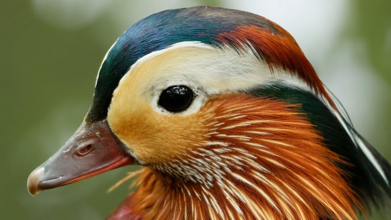 CANON RF 100-400mm F5.6-8 IS USM wildlife and bird photography