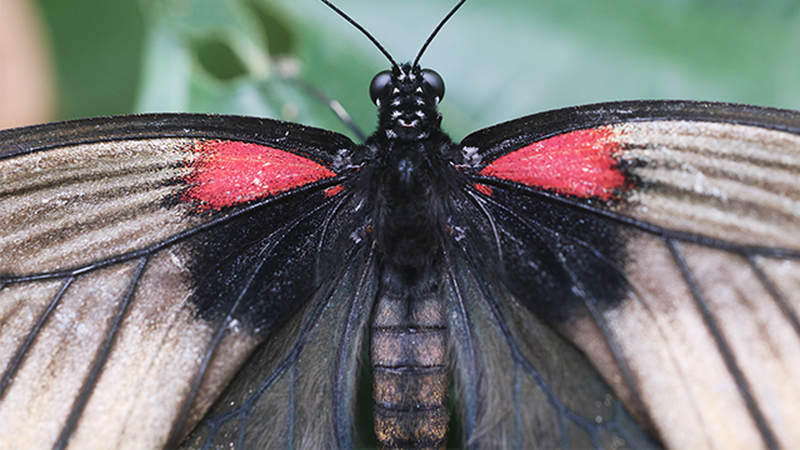 A close-up image of a butterfly taken by Oliver Wright with Canon EOS R5 and RF 100mm F2.8L MACRO IS USM.