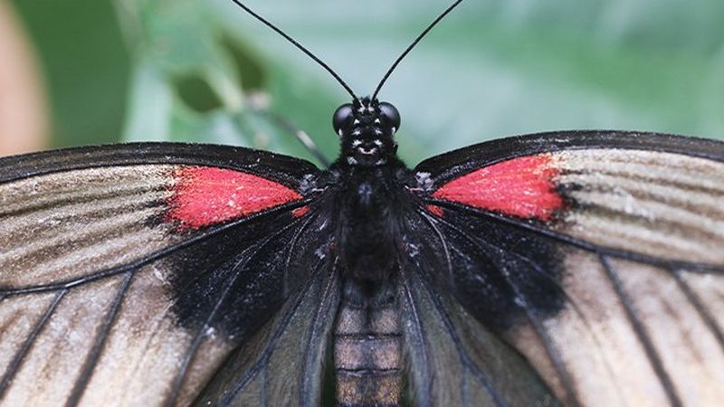 An extreme close-up of the head and wings of a butterfly.