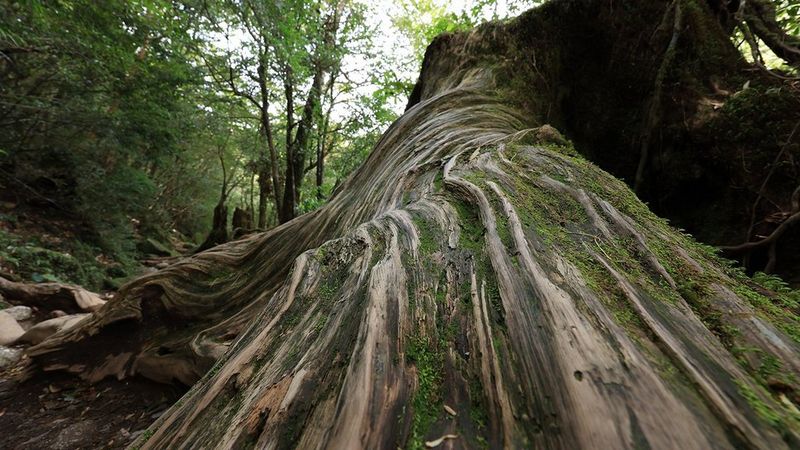 Go down low and look up for an insect’s view of the world. Navigate the bark of tree with the RF 14-35mm F4L IS USM set at its widest 14mm and fill the frame with glorious detail. 