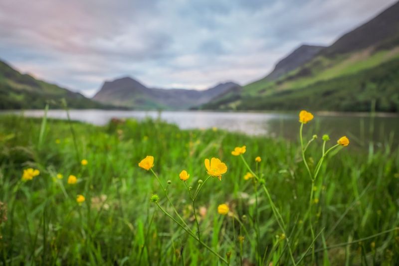 A close-up of buttercups on a lake shore. The flowers are in sharp focus while the lake and mountains in the background are blurred.