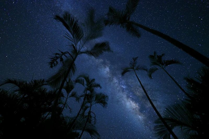 Tall palm trees silhouetted against the Milky Way and a sky full of stars, in a sharp night sky photograph taken on a Canon EOS R6.