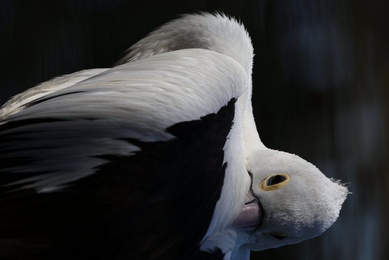 An Australian pelican with its bill tucked between its wings appears to look directly at the camera. Taken with a Canon RF 200-800mm F6.3-9 IS USM lens.