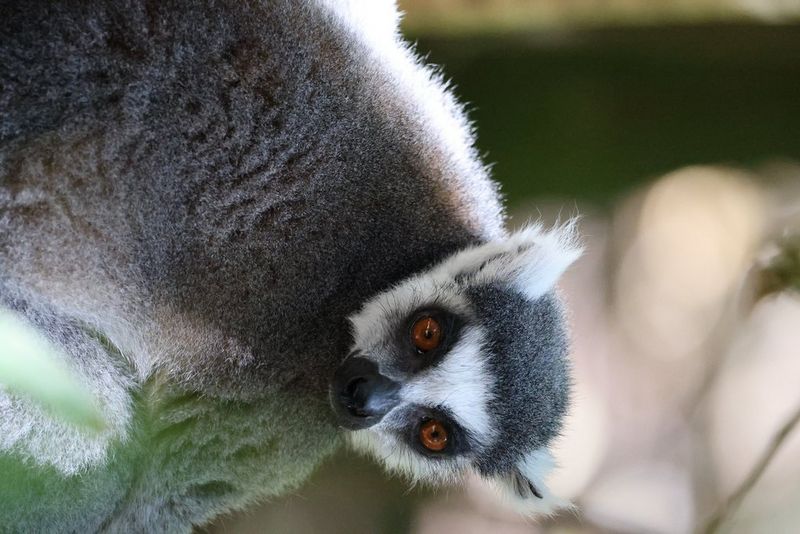 A lemur, pictured against a blurred background, turns its head to face the camera. Taken with a Canon RF 200-800mm F6.3-9 IS USM lens.