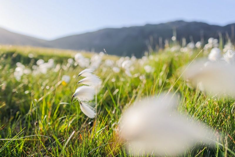 A close-up of cotton grass flowers. The flowers in the mid-ground are in focus, while those in the foreground and background are blurred.