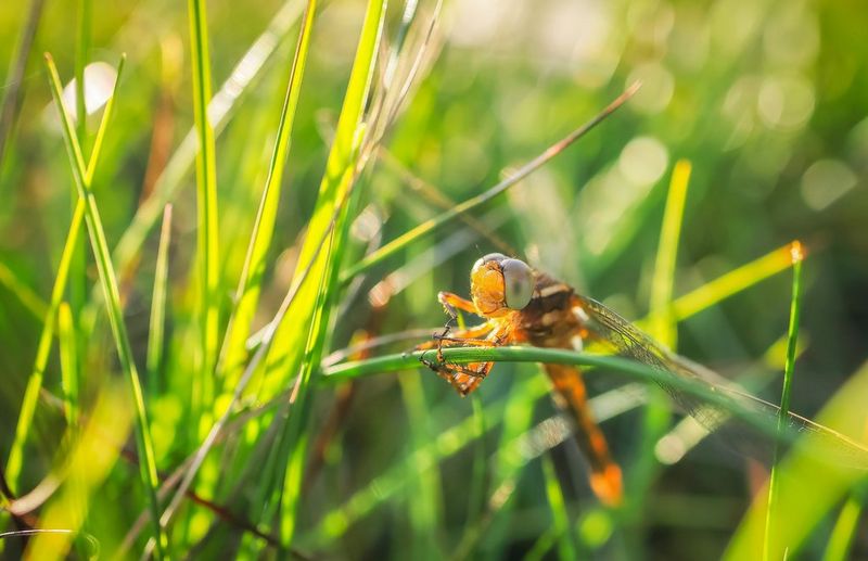 A close-up of a dragonfly sitting on a blade of grass, captured with a Canon RF 24mm F1.8 MACRO IS STM lens.