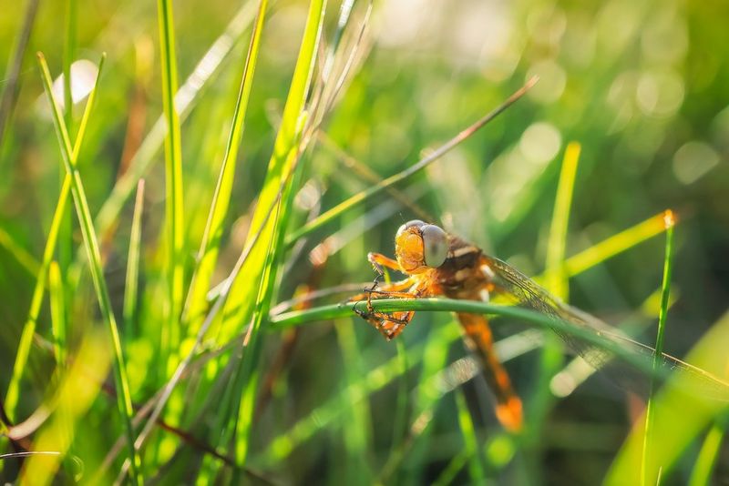 A close-up of a darter dragonfly resting on a blade of grass.