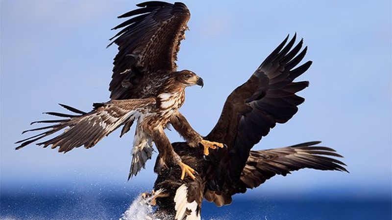 Two birds of prey fighting just above the ground covered with snow.