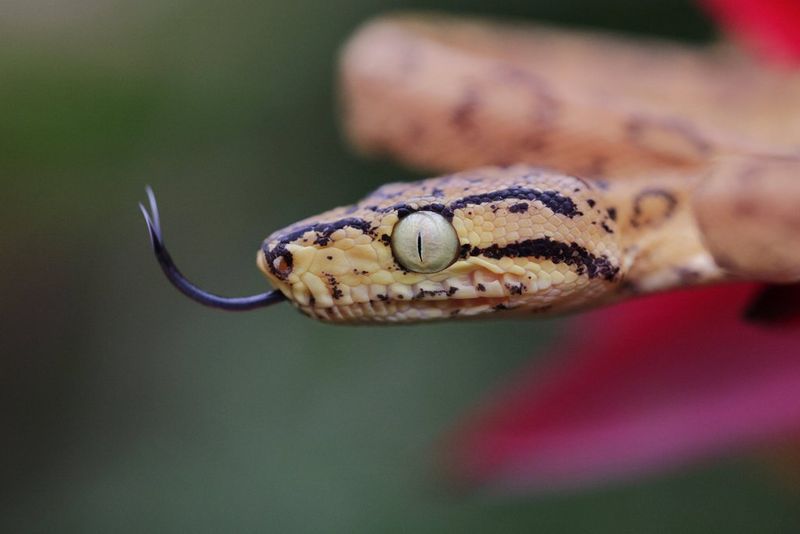 A close-up of a snake's head in side profile with its tongue extended.