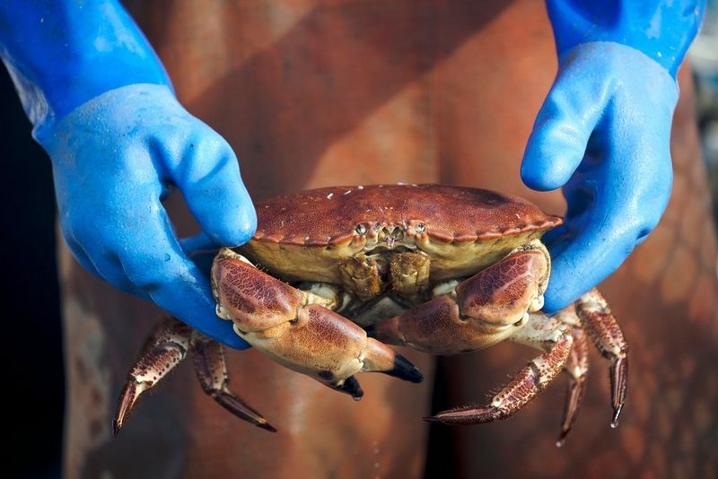Hands in blue rubber gloves holding a freshly caught crab.