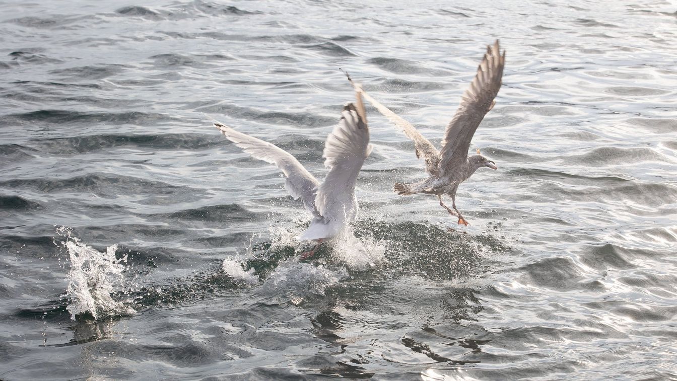 Exempelbild av fåglar som flyger över vatten, tagen med Canon RF 70-200mm F4L IS USM och EOS R5. Tagen av Lucia Griggi