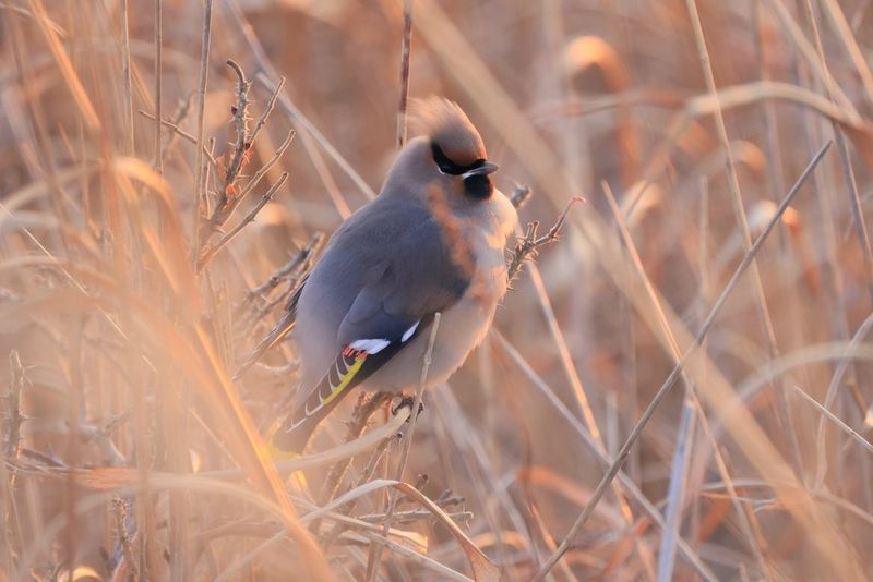 A waxwing perched on a twig amongst blurred blades of grass, taken with a Canon RF 800mm F11 STM lens.