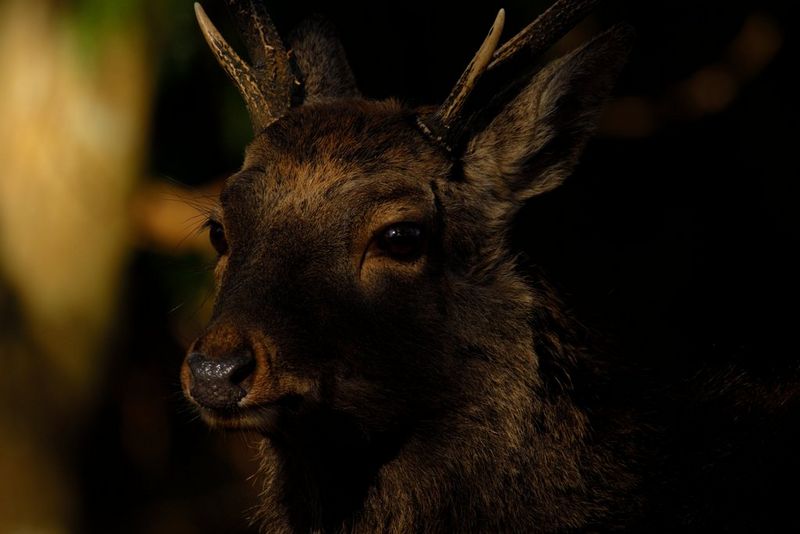 The head of a deer, photographed at night with a Canon RF 800mm F11 IS STM lens and a Canon Extender RF 1.4x.