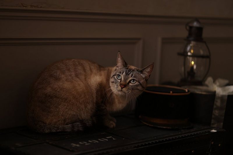 A low-light image of a tabby cat crouching on the top of a piece of furniture, looking back over its shoulder, with a very dim lamp in the background.