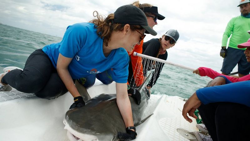 A woman in a blue t-shirt and black cap holds a small grey shark down onto the white surface of a boat, as several people observe from seated and standing positions around them both. One holds a white pipe, which drizzles water over the shark.