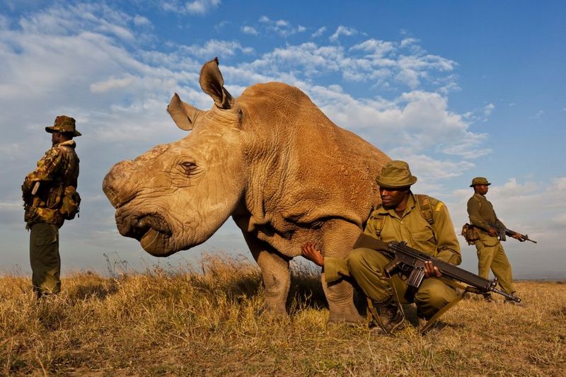 ‘Rhino Wars’ by Brent Stirton photograph