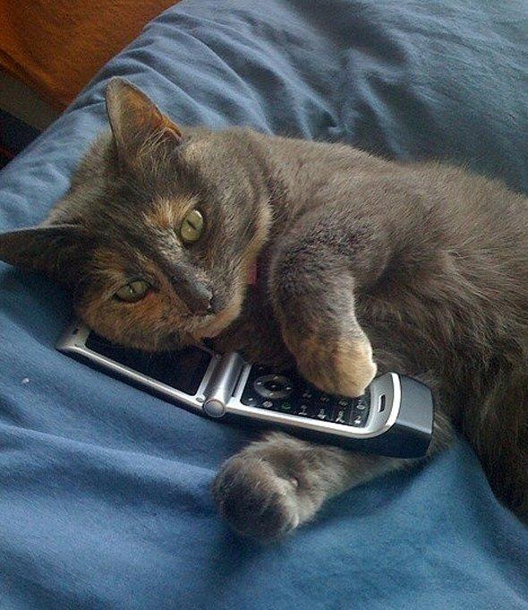 Cat on the phone