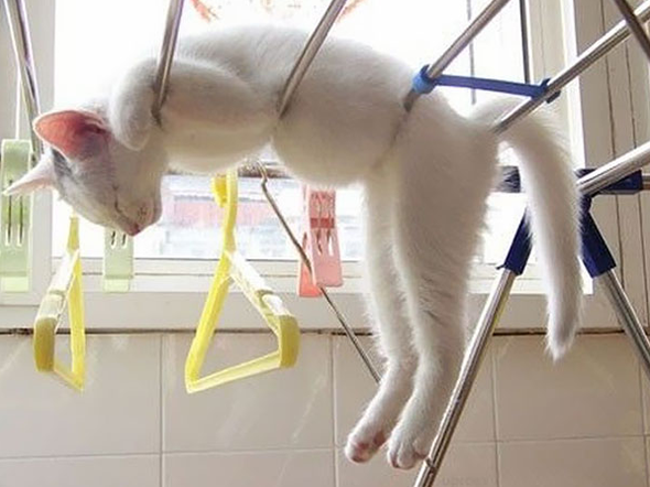 Cat on rack