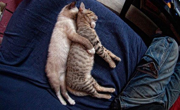 Cats on Their Side