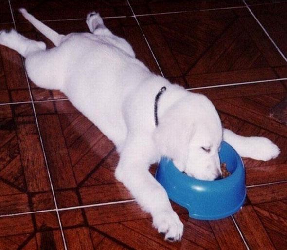 Dog bowl