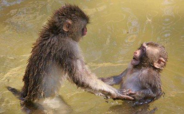 Monkey bath