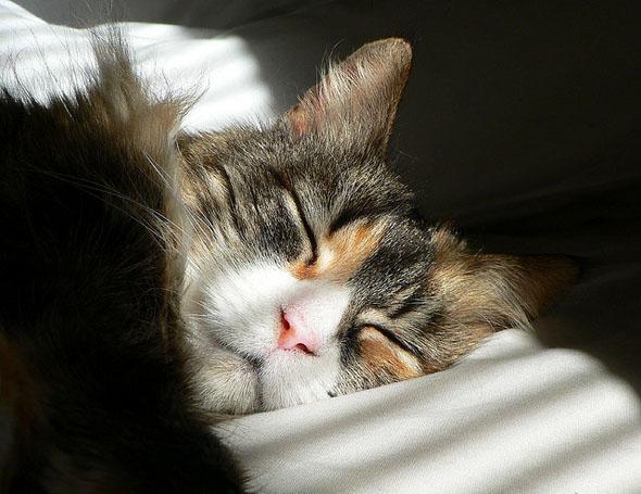Cat sleeping