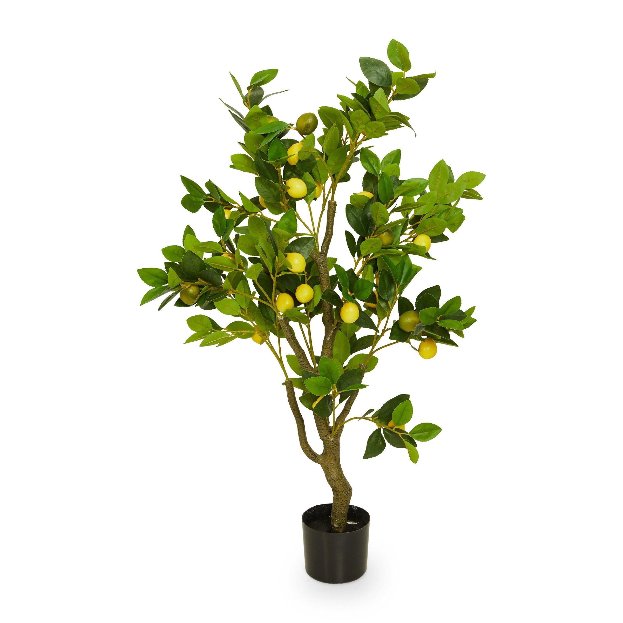 Lemon Tree 3203191 Loads Of Living lemon-tree-3203191-loads-of-living