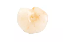 MSC Atlantic Prawns (Seabob) (cooked) MSC Atlantic Prawns (Seabob) (cooked)