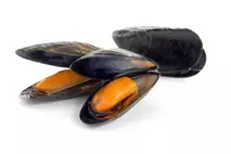 Scottish MSC Cooked Mussels in Shell