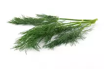Herb Bunched Dill
