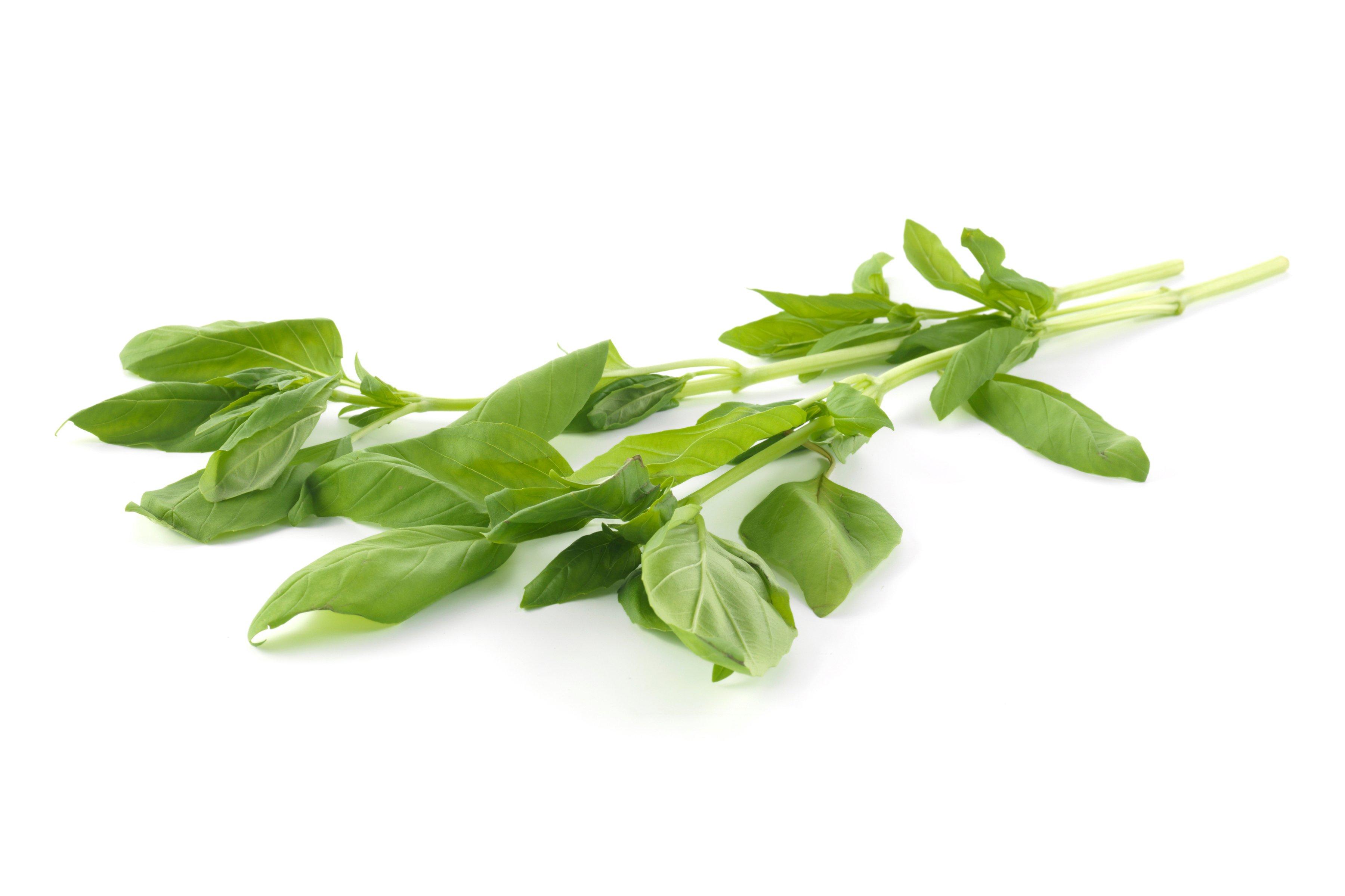 Herb Bunched Basil Wholesale Buy Herb Bunched Basil in Bulk