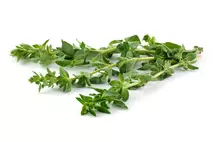 Herb Bunched Oregano