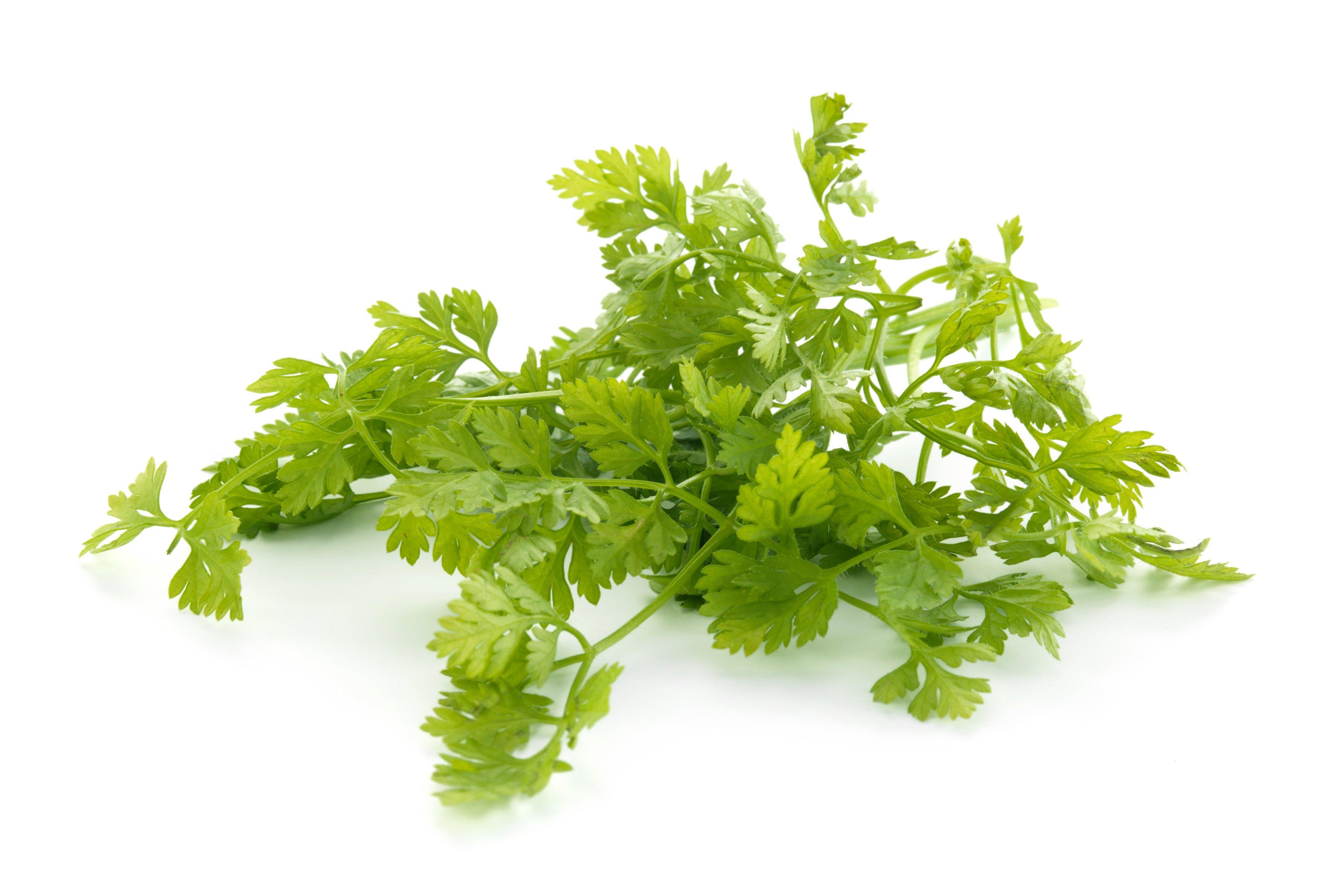 Herb Bunched Chervil