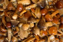 Marinated & Seasoned Exotic Mushroom Mix (800g drained weight) Marinated & Seasoned Exotic Mushroom Mix (800g drained weight)
