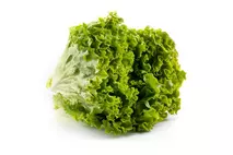 Green Batavia Lettuce