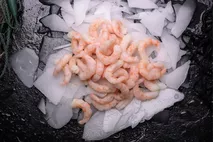 M&J Seafood MSC Prawns in Brine M&J Seafood MSC Prawns in Brine