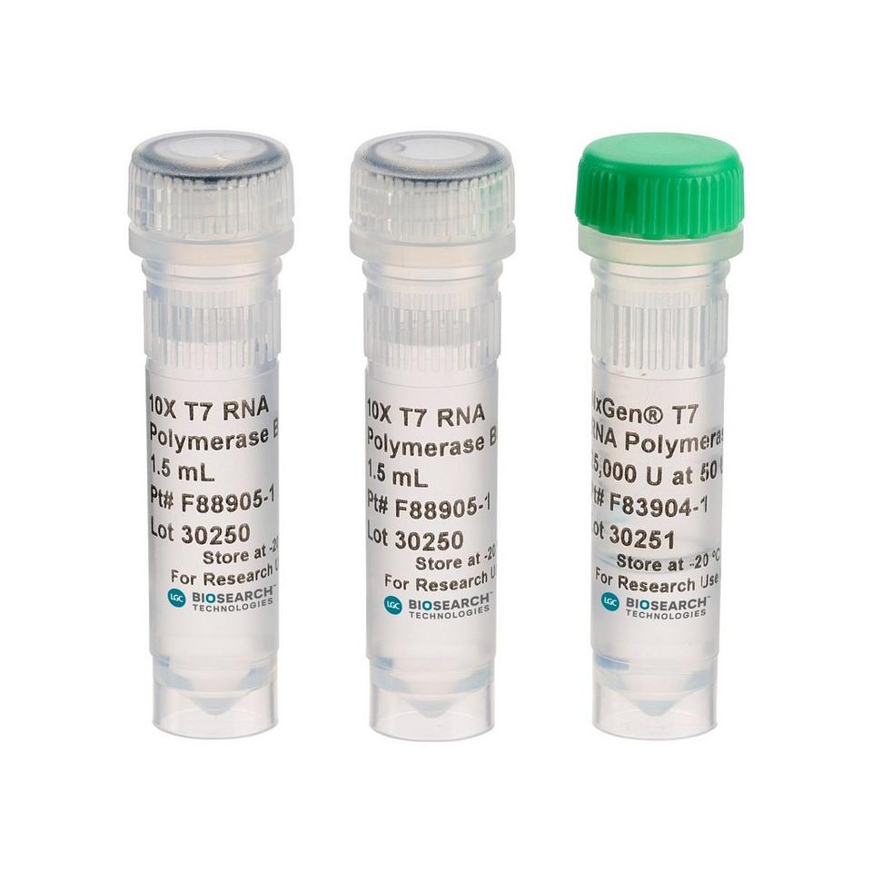 NxGen T7 RNA Polymerase
